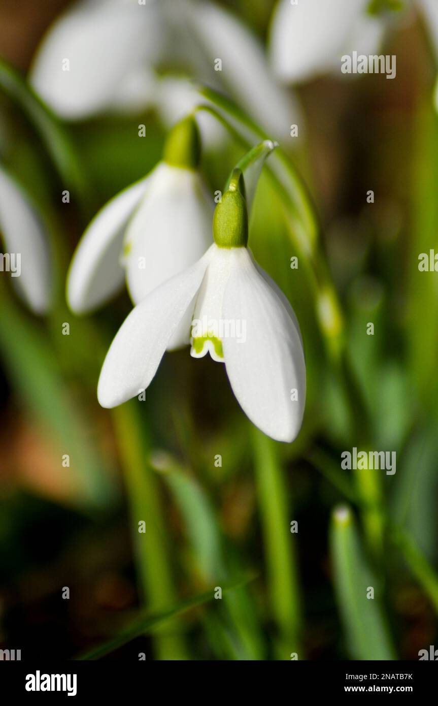 Common Snowdrops (galanthus Nivalis) In The Woodland Walk At Burton 