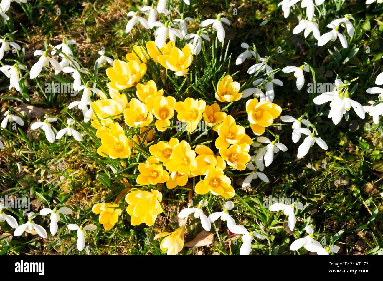 Top view looking down yellow crocus white snowdrops blooming growing  planted in lawn grass Carmarthenshire Wales UK Great Britain  KATHY DEWITT Stock Photo