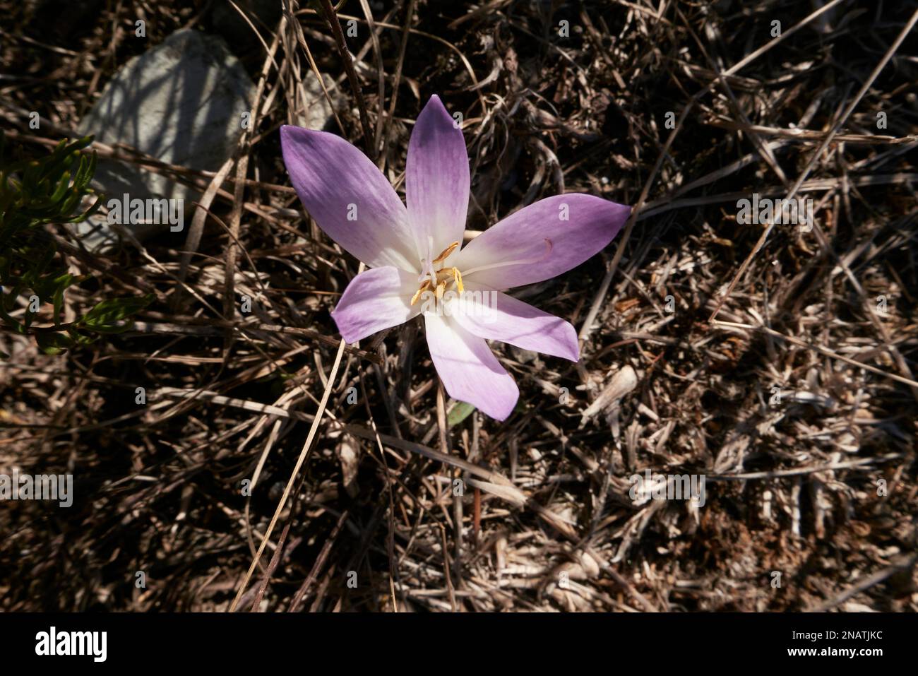 Colchium autunnale purple flower close up Stock Photo