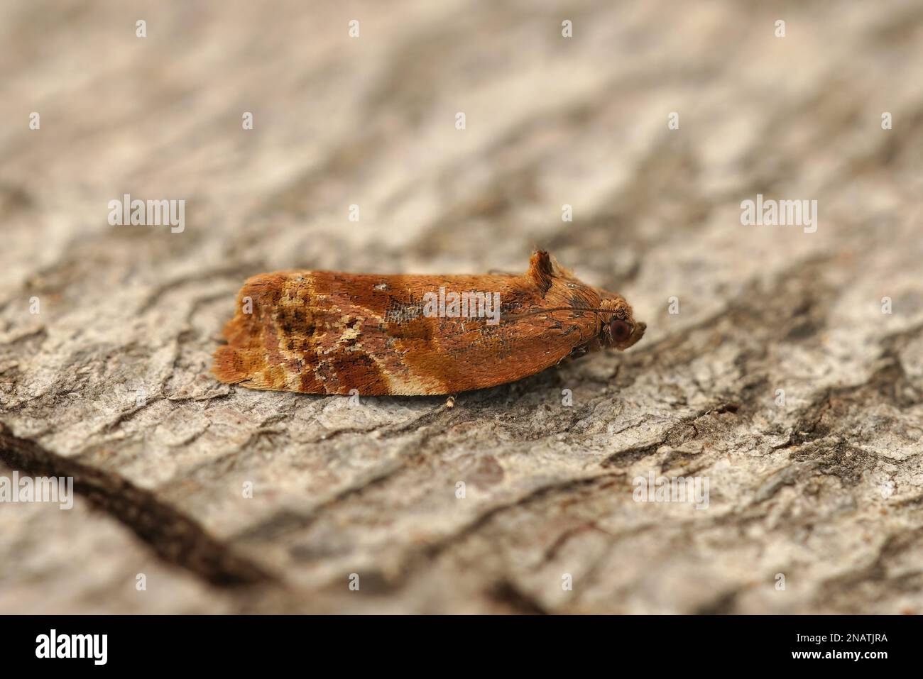 Natural closeup on the Red-barred Tortrix, Ditula angustiorana sitting on wood Stock Photo