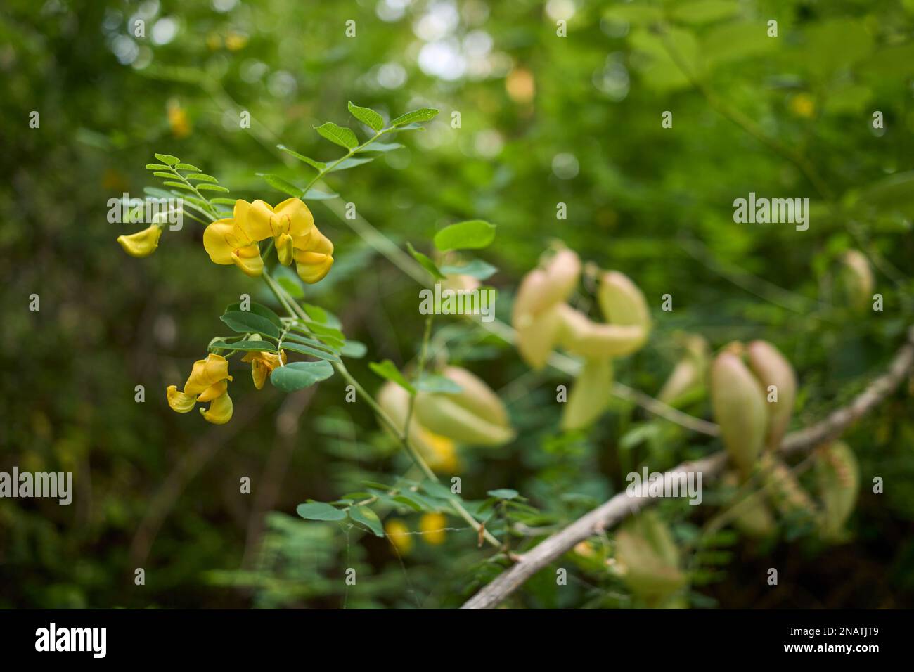 Colutea arborescens flower  and fruit close up Stock Photo