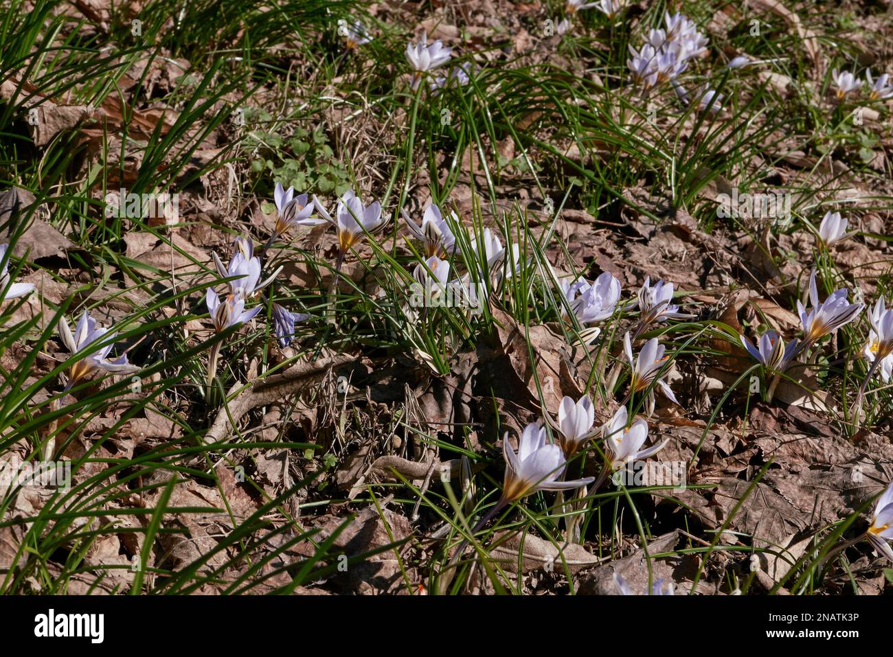 Crocus biflorus lilac flowers Stock Photo
