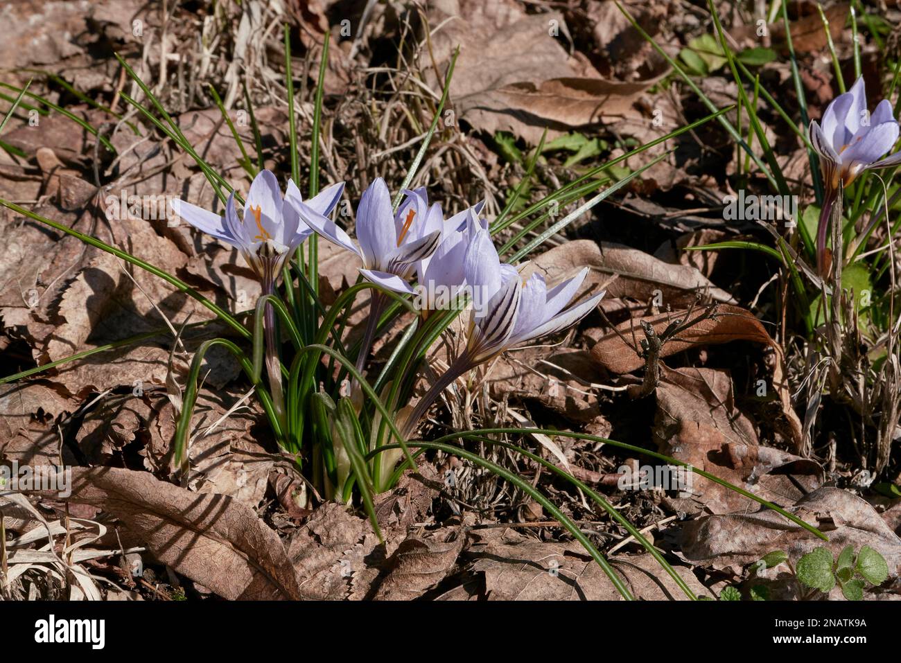 Crocus biflorus lilac flowers Stock Photo