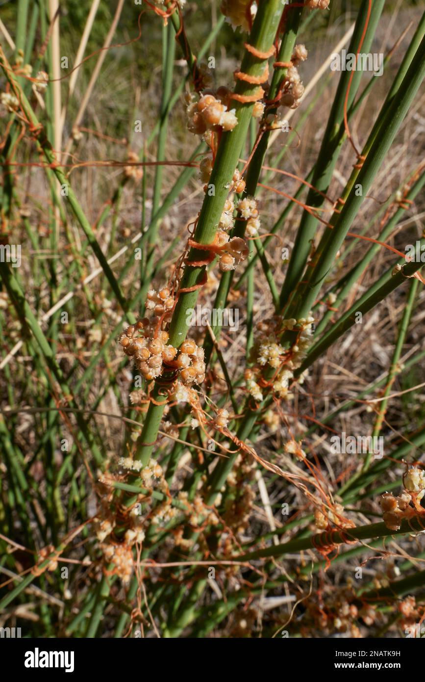 Cuscuta campestris on spartium junceum plant Stock Photo