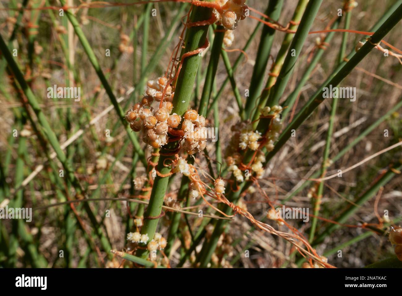 Cuscuta campestris on spartium junceum plant Stock Photo