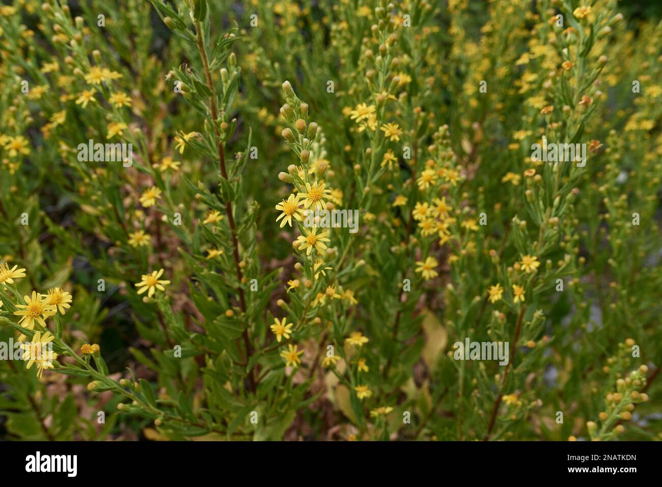 Dittrichia viscosa  yellow flowers Stock Photo