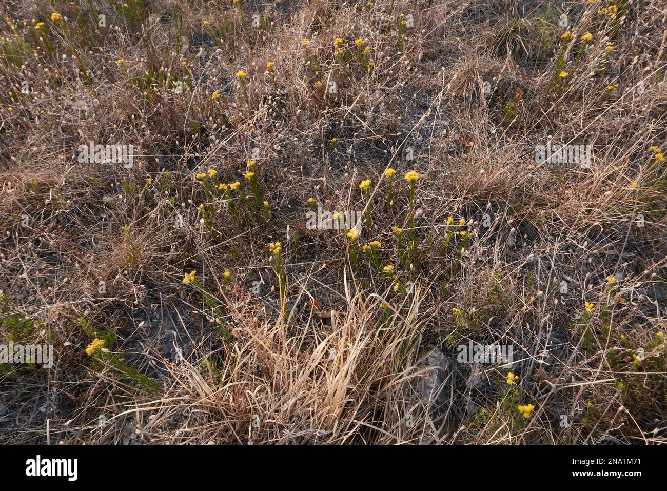 Galatella linosyris yellow flowers Stock Photo
