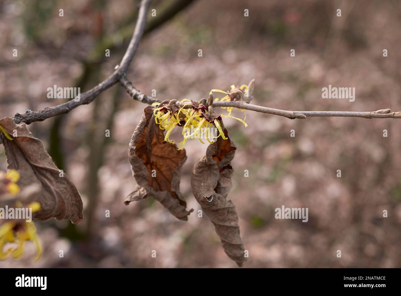 Hamamelis virginiana yellow blossom Stock Photo