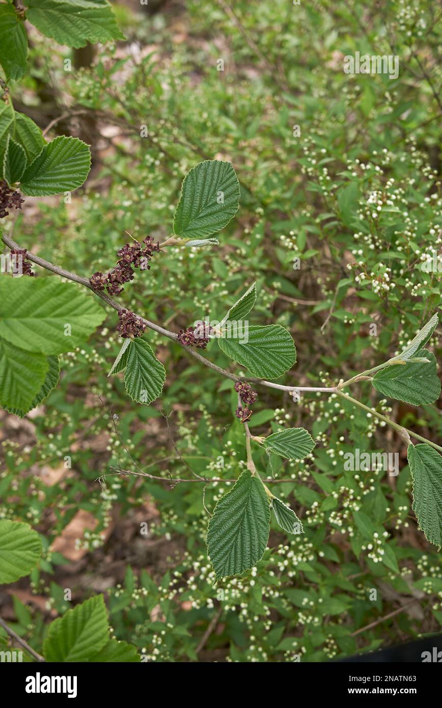 Hamamelis virginiana fresh leaves Stock Photo