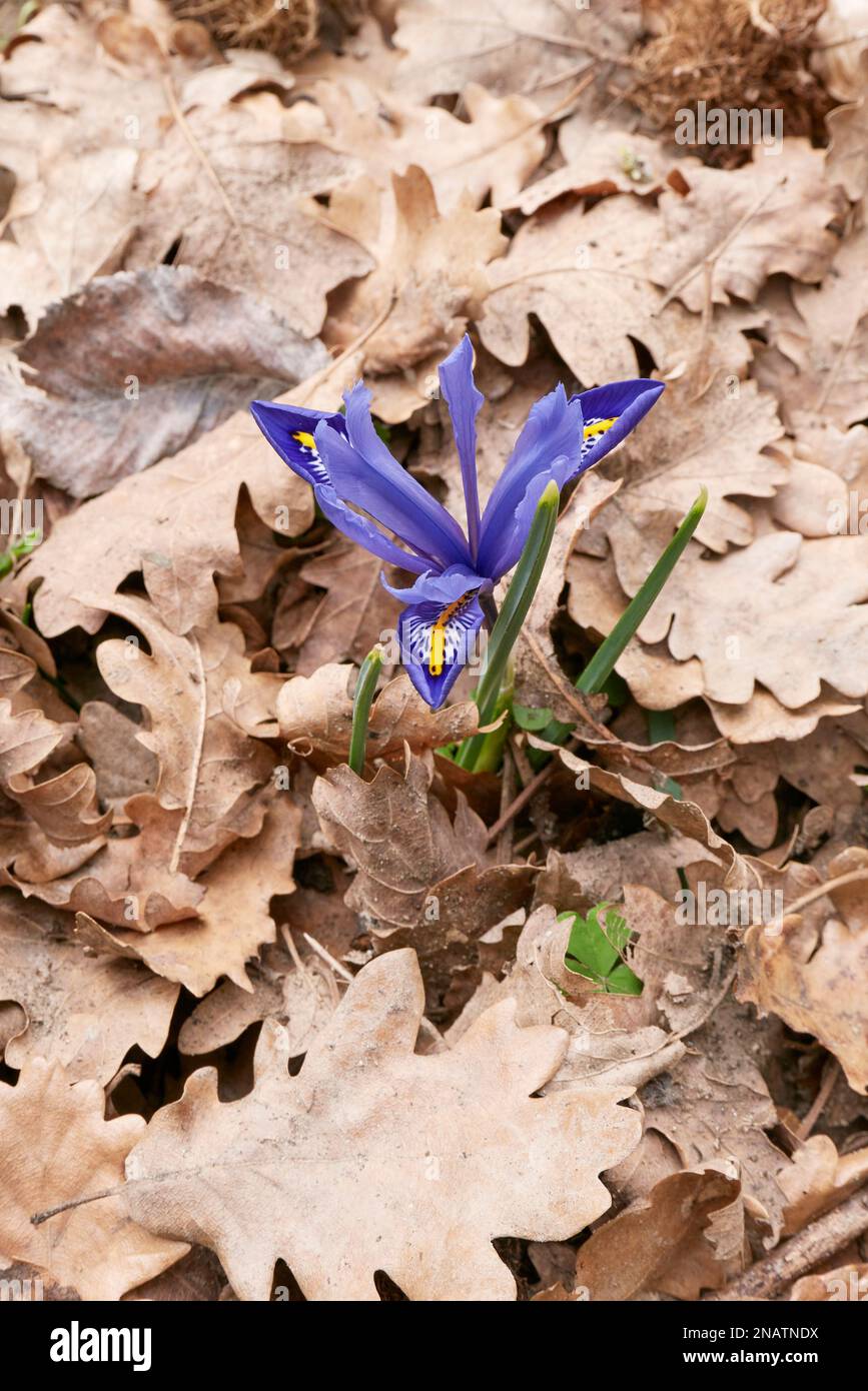 Iris reticulata blue flowers Stock Photo