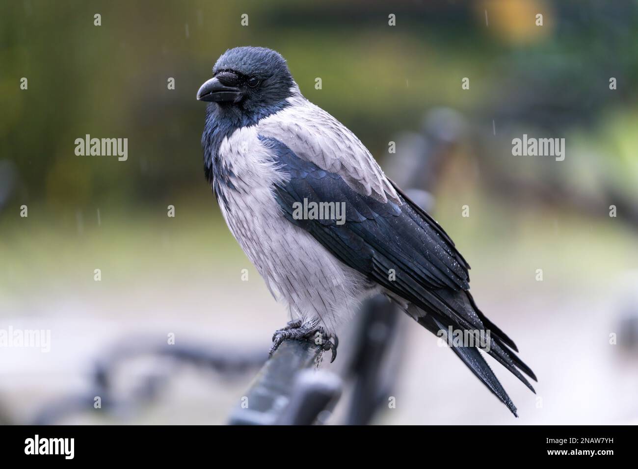 Hooded crow (Corvus cornix), also called hoodie, perched on a birch branch as it rains. Bokeh backround. Stock Photo