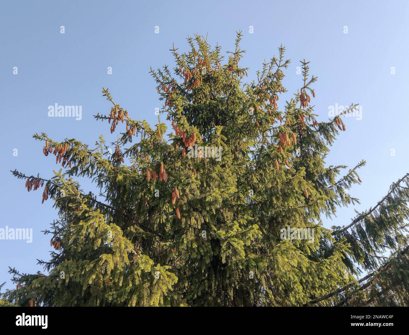 Big natural spruce tree. Picea abies Stock Photo