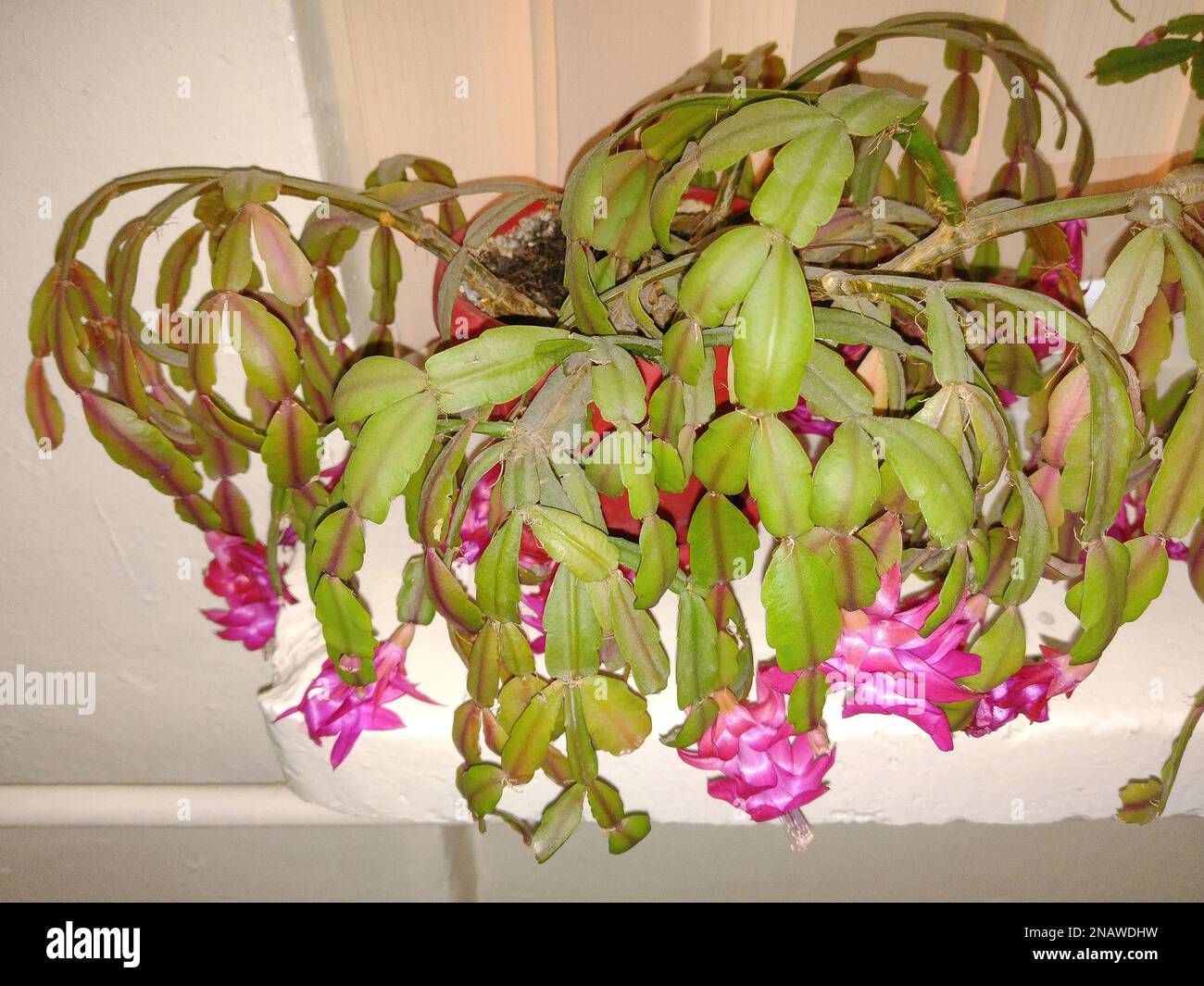 Blooming Christmas cactus. Schlumbergera plant Stock Photo - Alamy