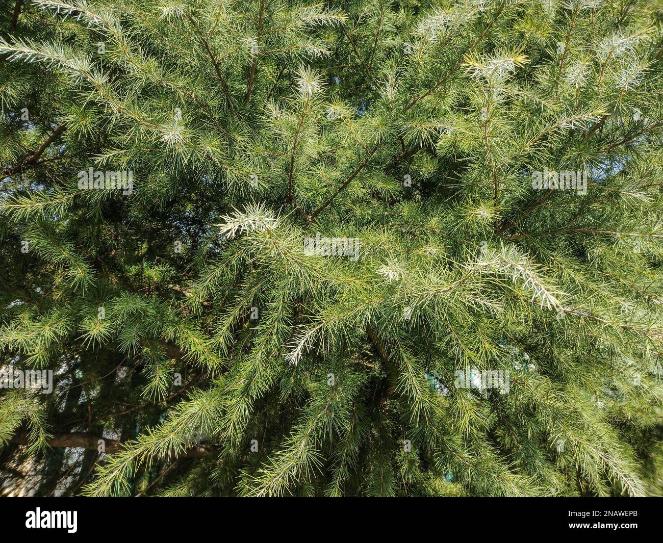 Green Deodar tree. Cedrus deodara Stock Photo