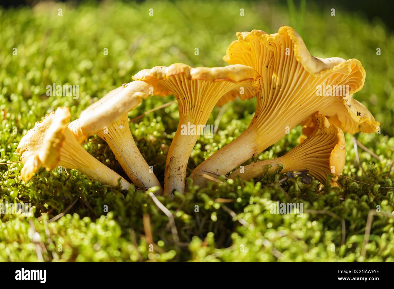 Edible mushrooms. Growing chanterelle mushrooms in a forest Stock Photo