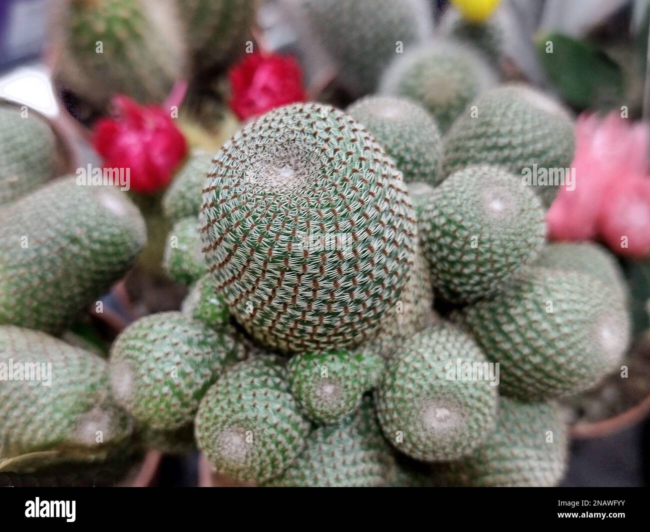 Ankita Rani cactus in the pot. Rebutia heliosa Stock Photo