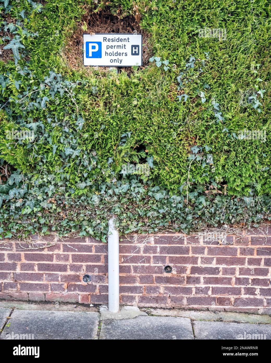 Parking sign, "Resident permit holders only' partially engulfed by a