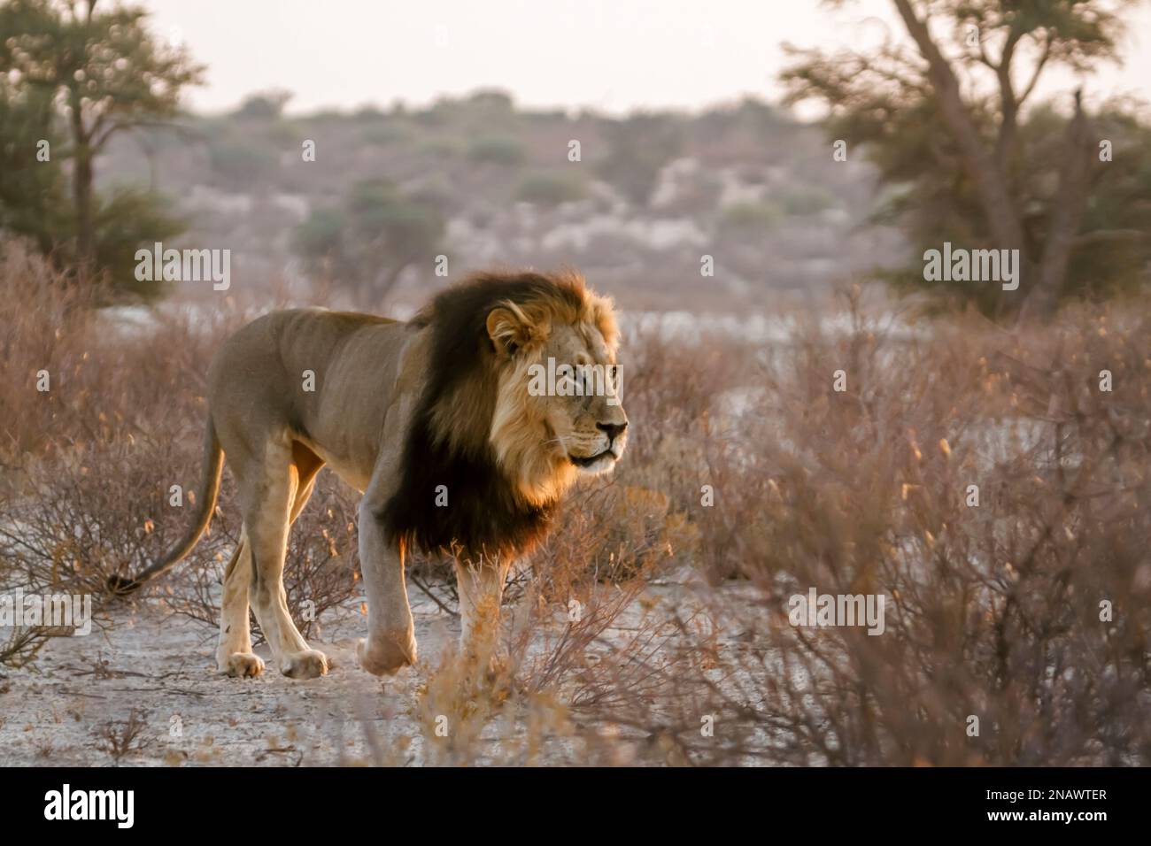 Kgalagadi black mane lion hi-res stock photography and images - Alamy