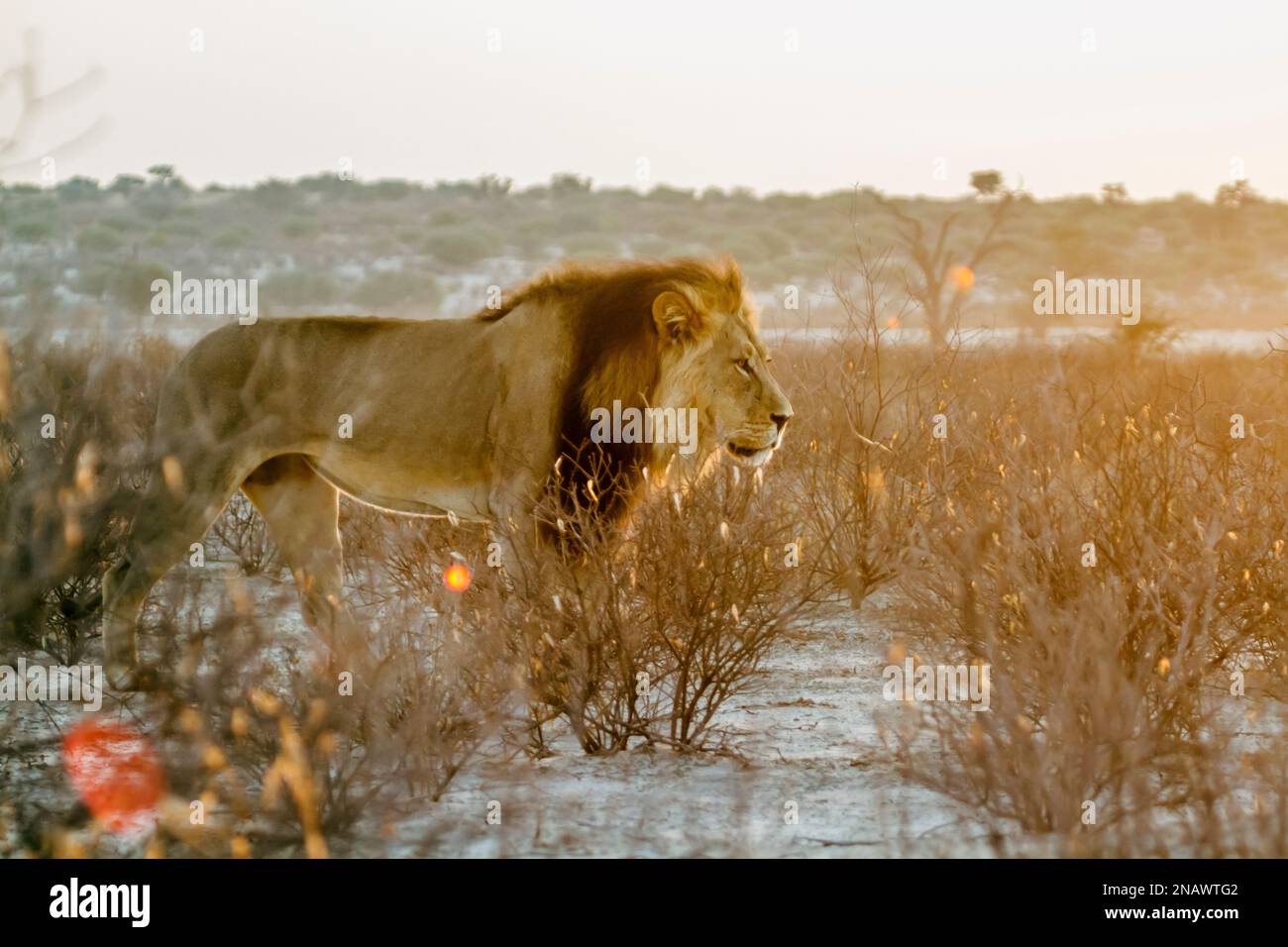 Kgalagadi black mane lion hi-res stock photography and images - Alamy