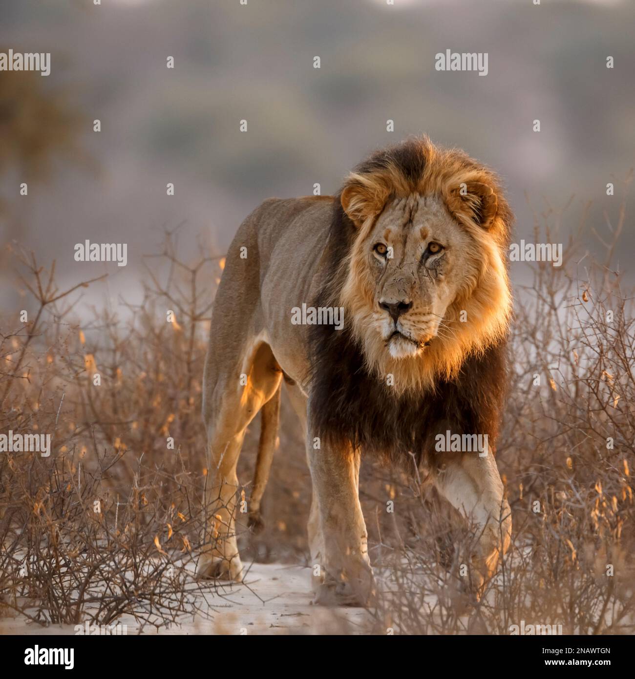 African lion male black mane front view in bush in Kgalagadi