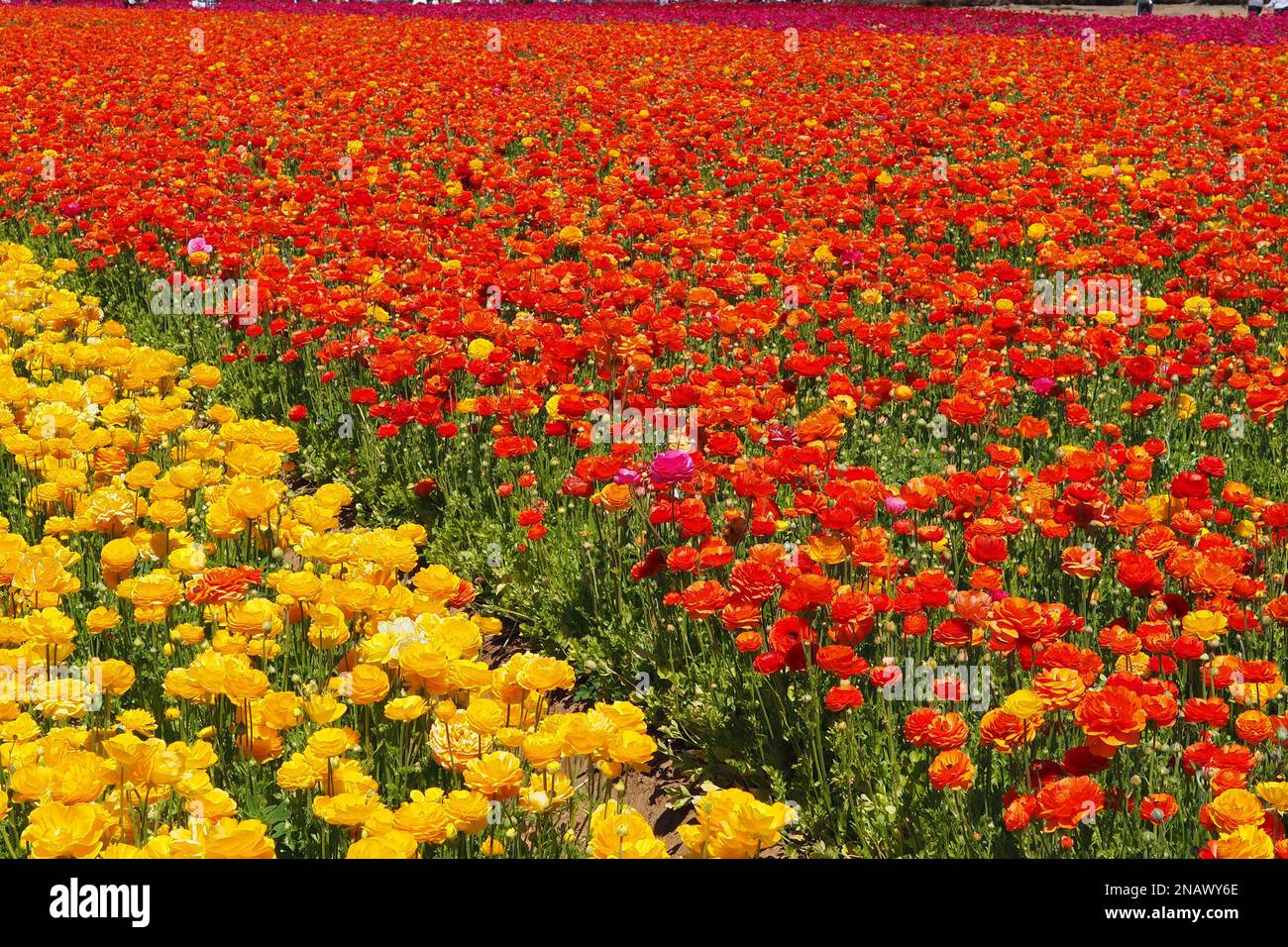 Springtime flower blooms at the Carlsbad Flower Fields, CA Stock Photo ...