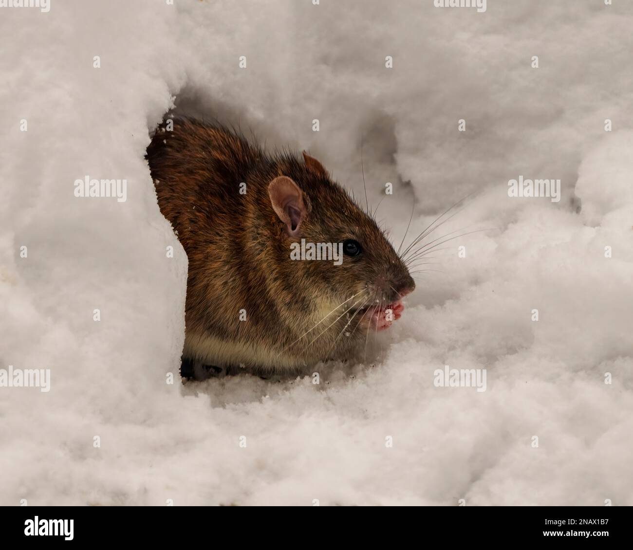Rat head close-up in the opening of its burrow den in winter season foraging for food in its environment and habitat surrounding. Brown Rat. Stock Photo