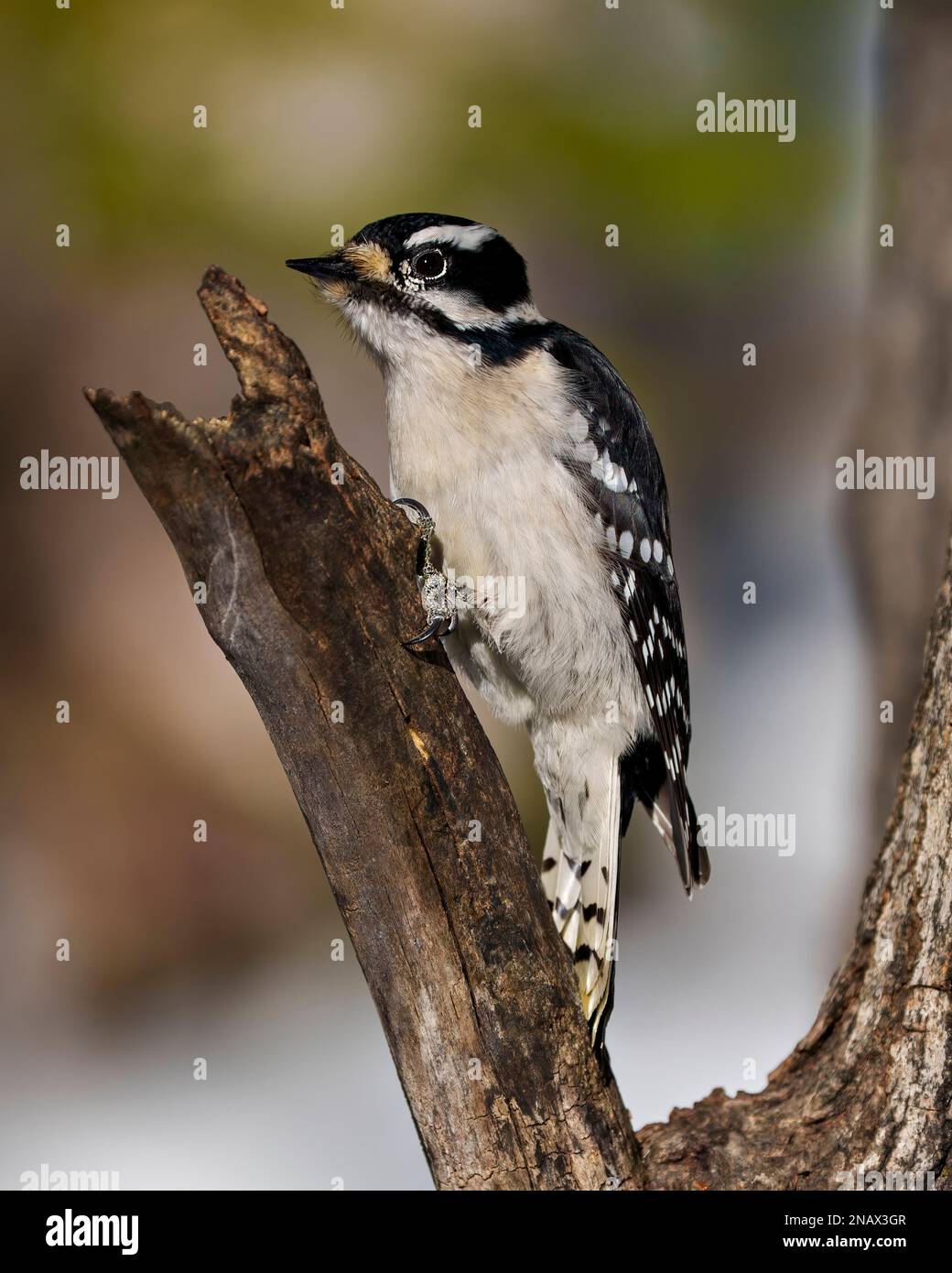 Woodpecker female on a branch foraging for food with a blur background in its environment and habitat surrounding. Stock Photo