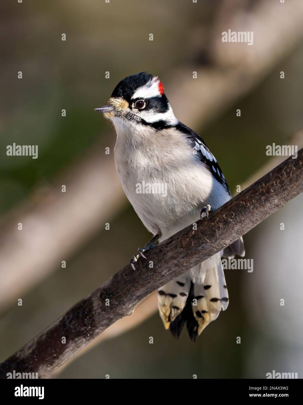Woodpecker male front view and perched on a tree branch with a blur forest background in its environment and habitat. Stock Photo