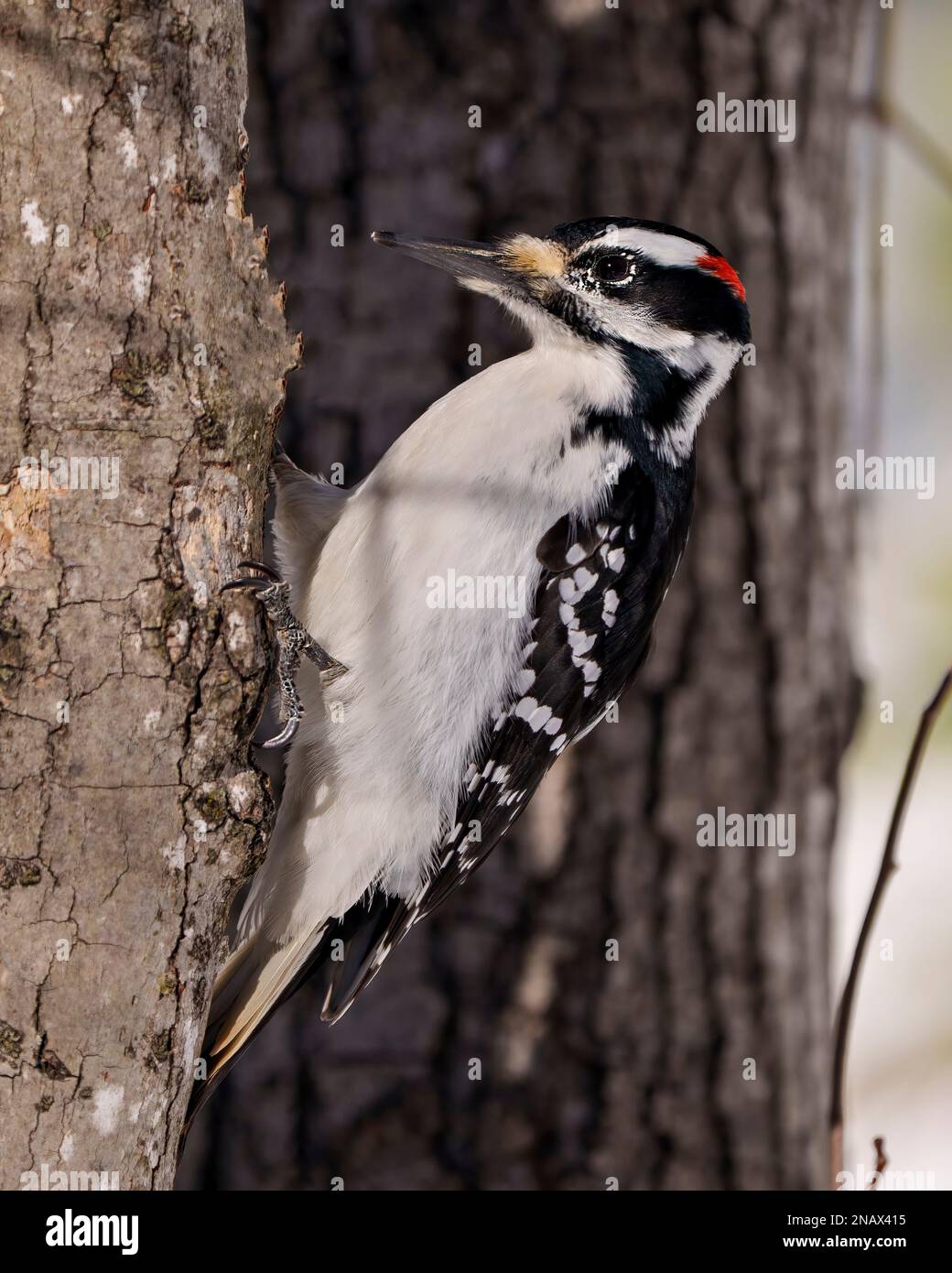 Woodpecker male climbing a tree with a blur forest background in its environment and habitat surrounding, displaying white and black feather plumage. Stock Photo