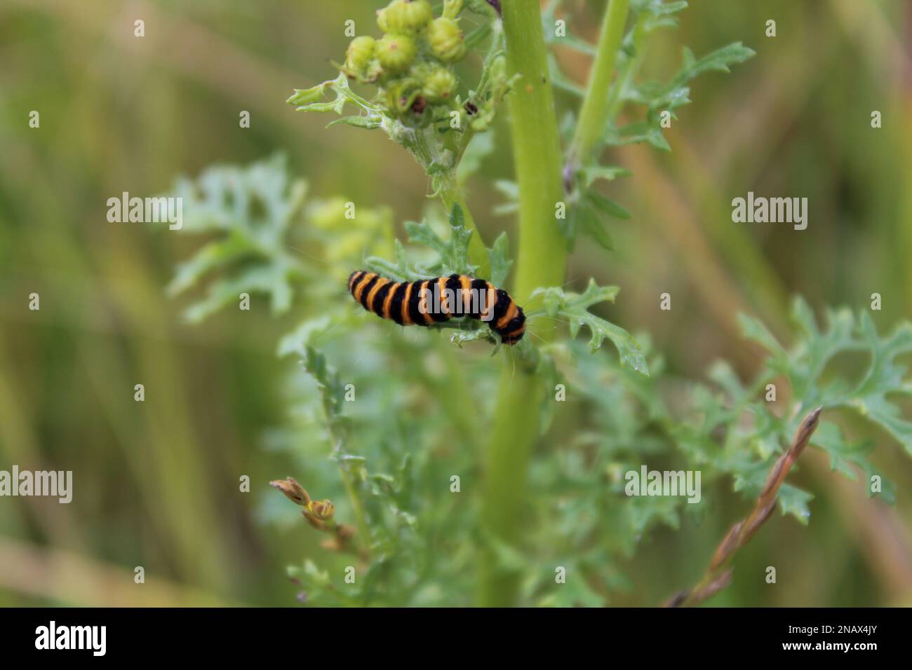 CINNABAR MOTH CATERPILLAR UK visual data 4