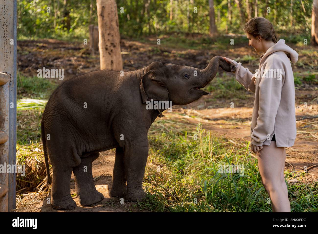 Elephant friends. Remember not to ride the elephants Stock Photo Alamy