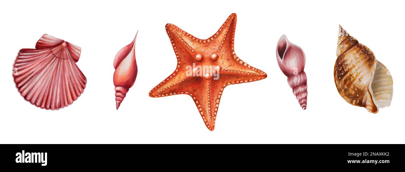 Watercolor set with starfish and shiny shells. Hand painting clipart ...