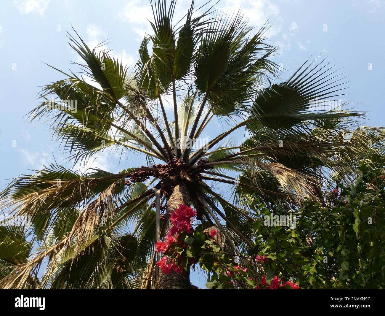 Beautiful palm tree in Botswana Stock Photo