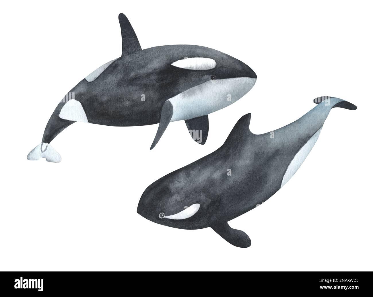 Watercolor killer whale isolated on white background. Hand-painted ...