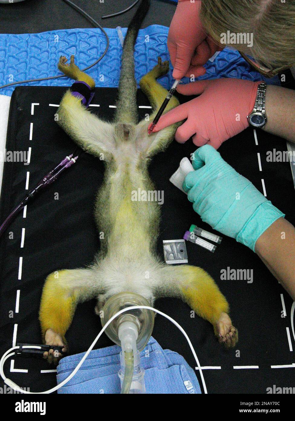 Hugo, a four-year-old South American squirrel monkey is anesthetized ...
