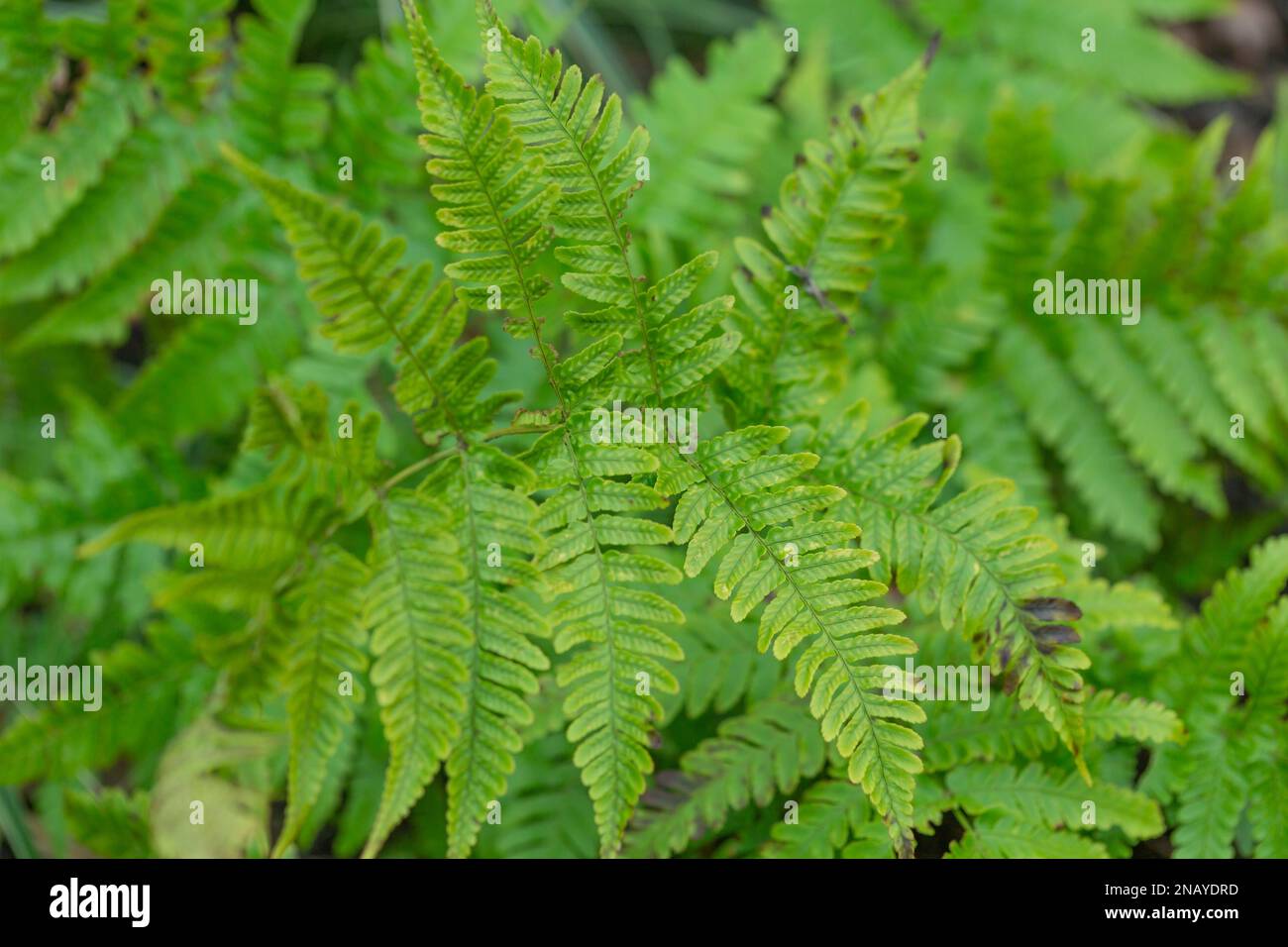 Shield Fern, Dryopteris erythrosora ' Brilliance' Stock Photo