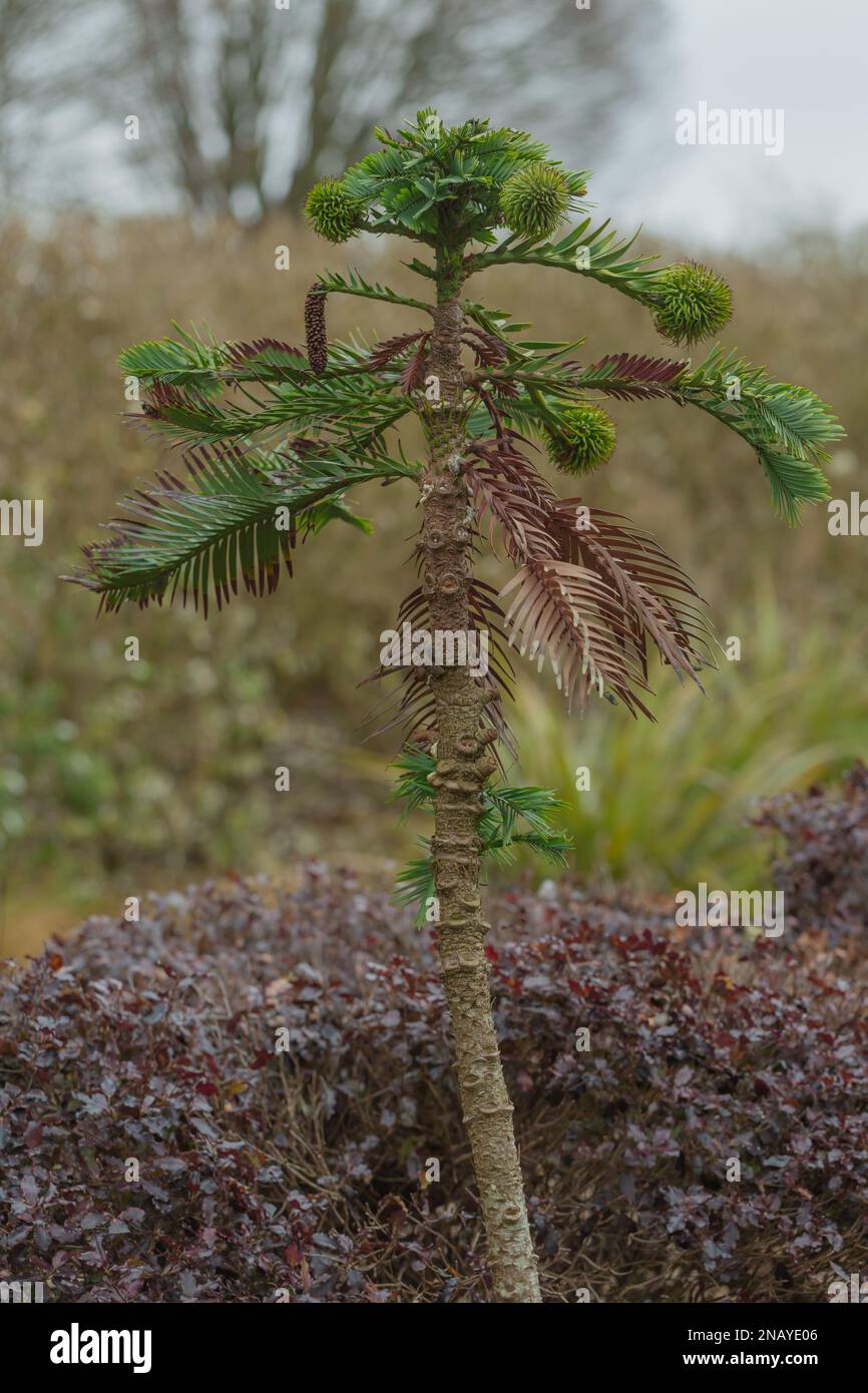 Wollemi Pine Tree, Wollemia noblis Stock Photo