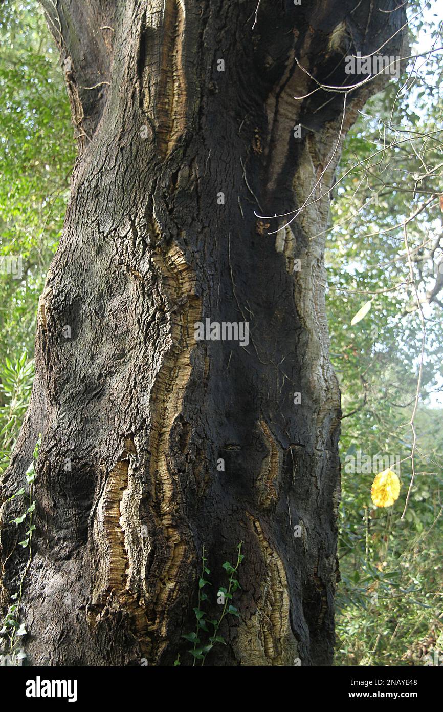 Close-up of the trunk of a cork oak (Quercus suber) in Italy Stock Photo