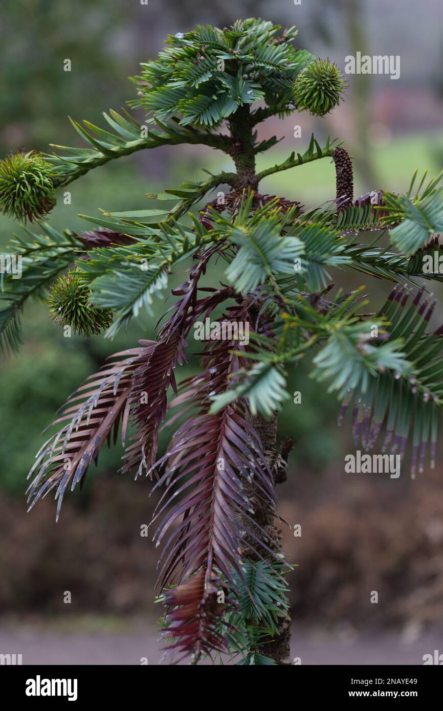 Close-up of a Wollemi Pine Tree,  Wollemia noblis. Stock Photo