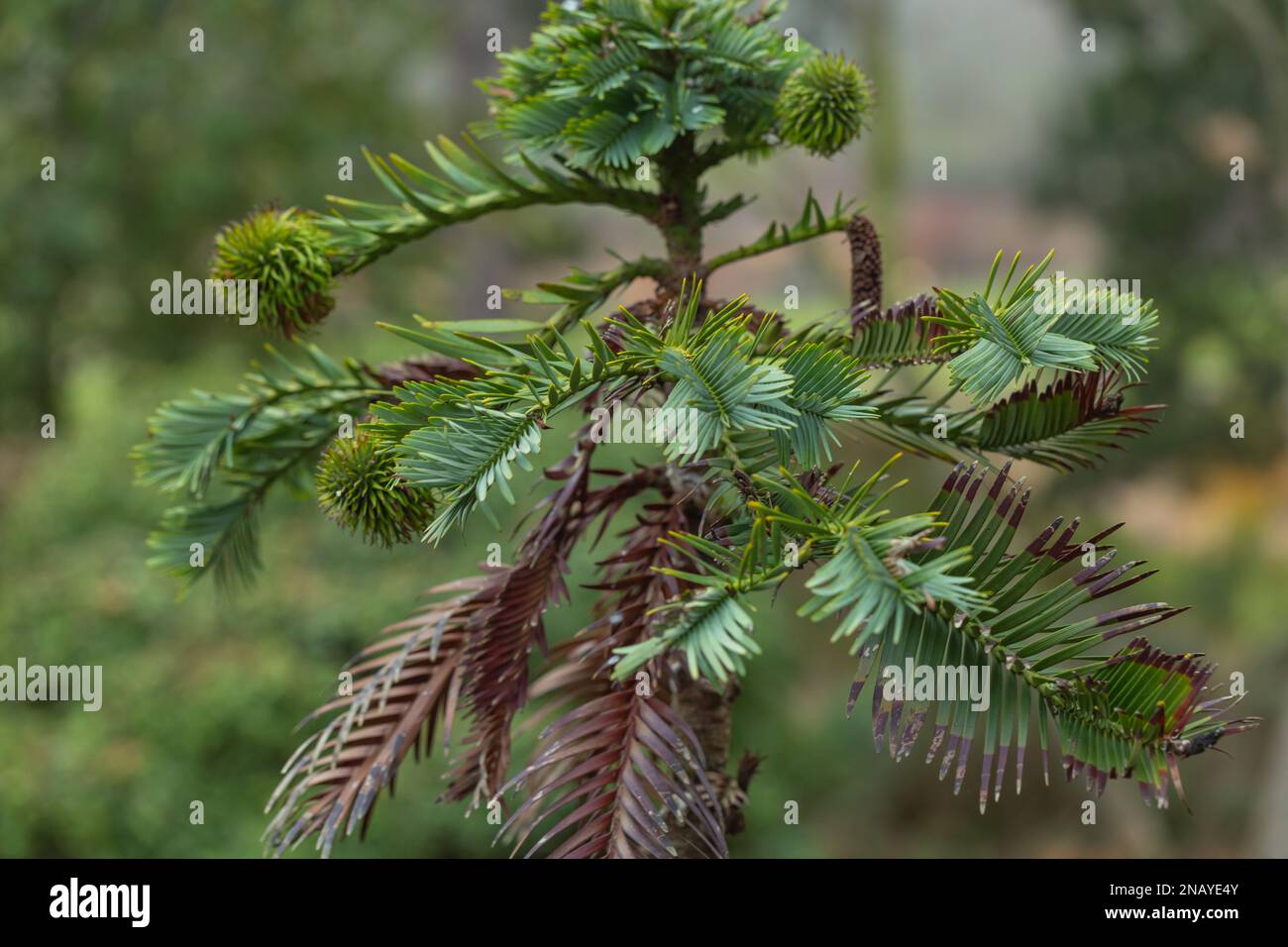 Wollemi Pine Tree , Wollemia noblis Stock Photo