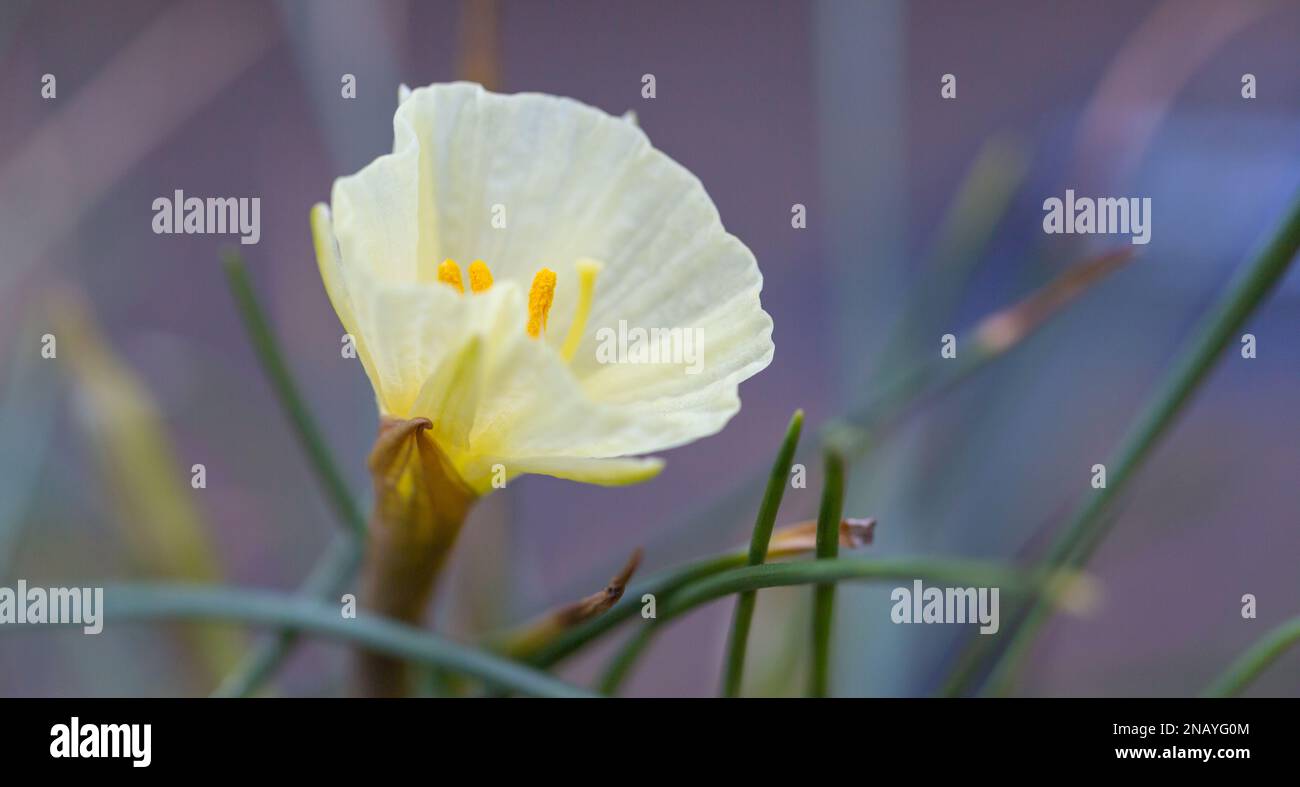 Close-up of winter flowering ,Narcissus Bulbocodium Arctic Bells Stock Photo