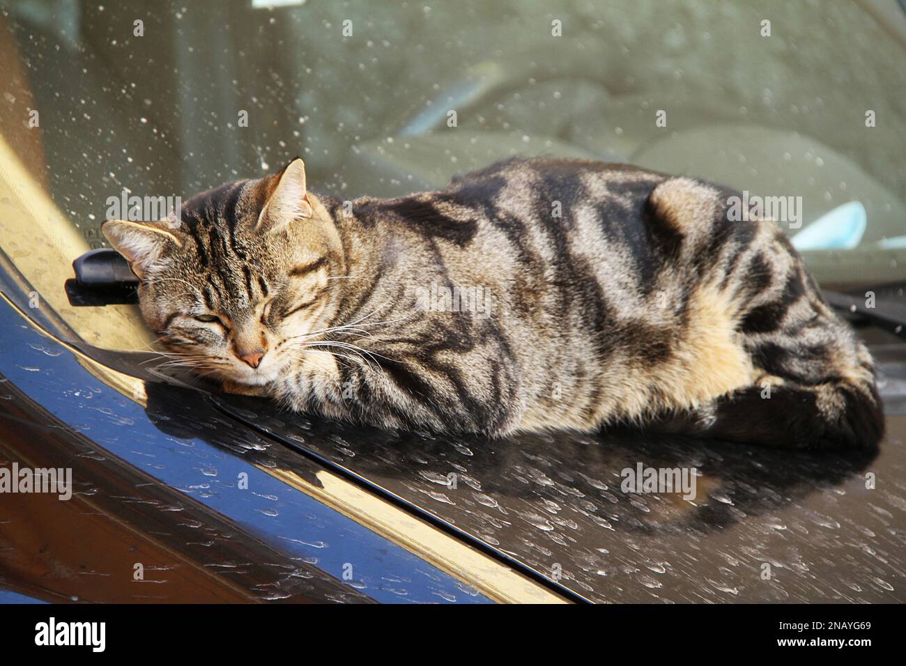 Car sleeping on top of a vehicle in Italy Stock Photo