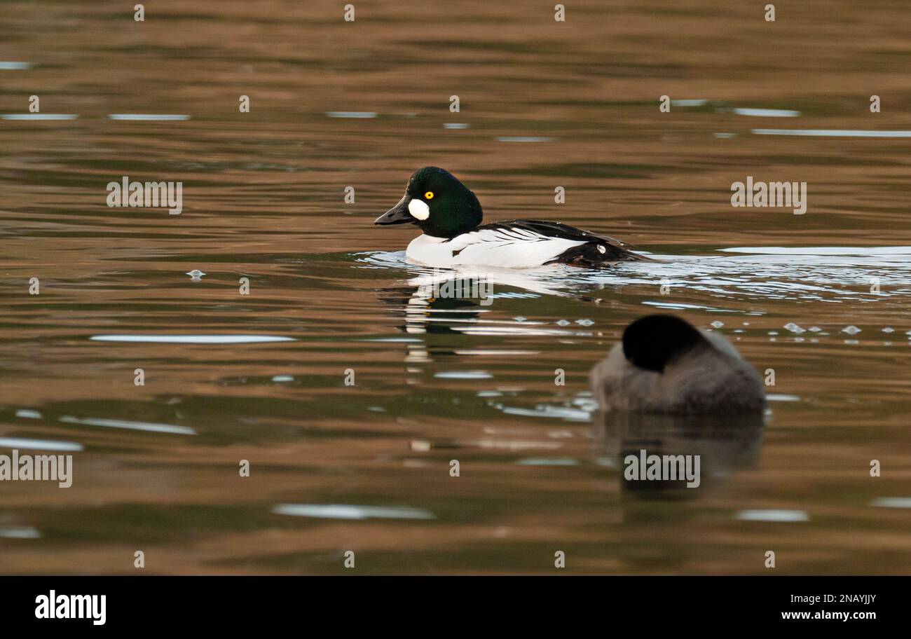 Berlin, Germany. 12th Feb, 2023. 12.02.2023, Berlin. A Goldeneye (Bucephala clangula) in splendid plumage swims in the evening light on the Wannsee. The ducks are winter guests in the capital. In the foreground a coot can be seen out of focus. Credit: Wolfram Steinberg/dpa Credit: Wolfram Steinberg/dpa/Alamy Live News Stock Photo