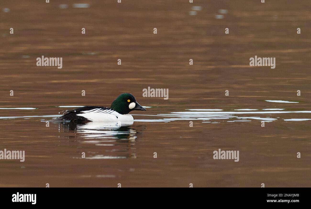 Berlin, Germany. 12th Feb, 2023. 12.02.2023, Berlin. A Goldeneye (Bucephala clangula) in splendid plumage swims in the evening light on the Wannsee. The ducks are winter guests in the capital. Credit: Wolfram Steinberg/dpa Credit: Wolfram Steinberg/dpa/Alamy Live News Stock Photo