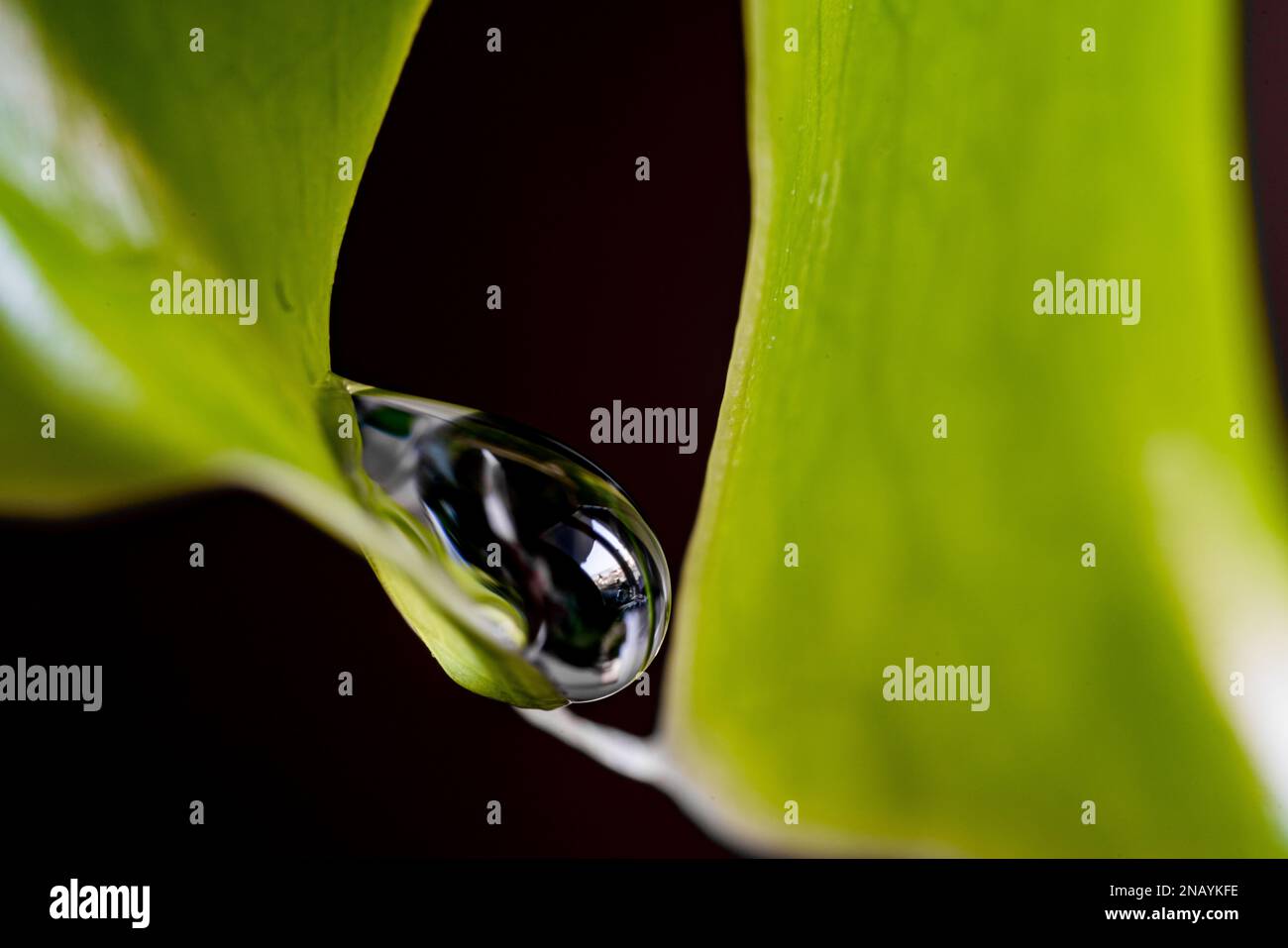 Close up on a fresh Philodendron monstera leaf with raindrops Stock Photo