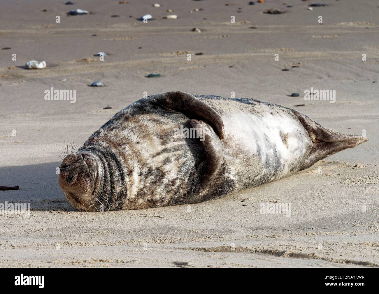 Grey seal (Halichoerus grypus) hauled out and resting at Horsey Beach in Norfolk, UK in January 2023 during the moulting season. Stock Photo