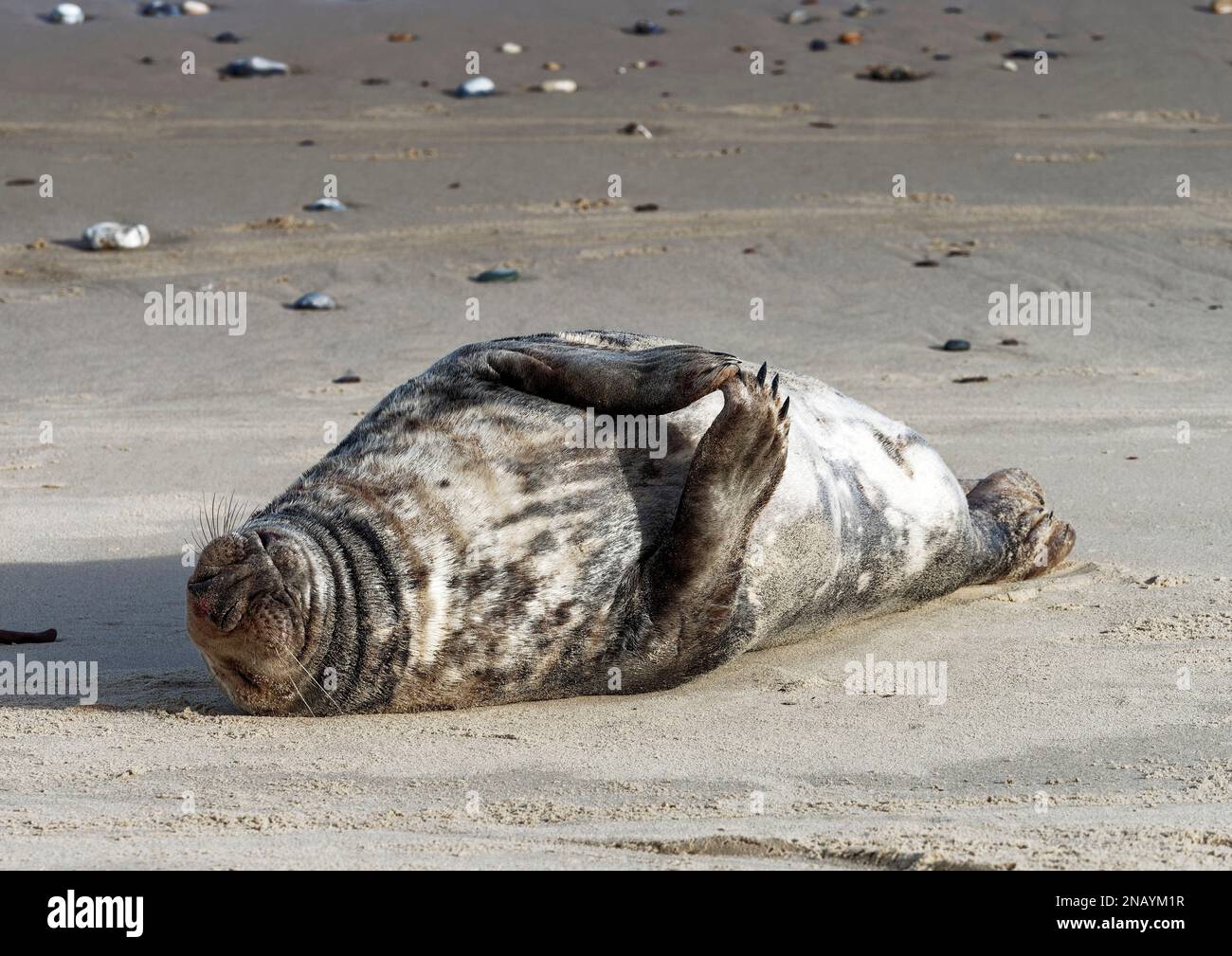 Grey seal (Halichoerus grypus) hauled out and resting at Horsey Beach in Norfolk, UK in January 2023 during the moulting season. Stock Photo