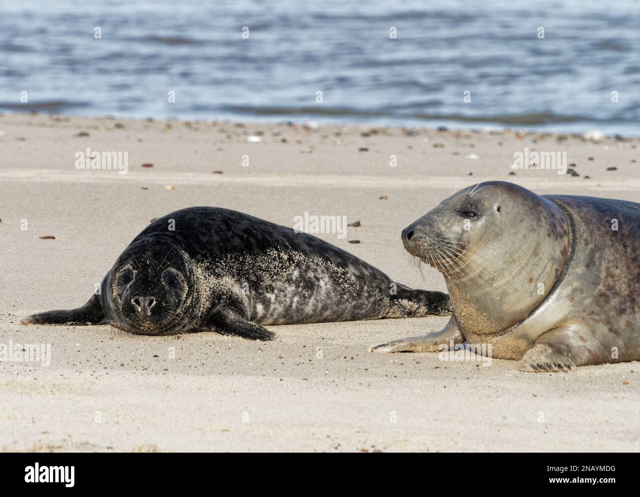 Grey seals (Halichoerus grypus) hauled out and resting at Horsey Beach in Norfolk, UK in January 2023 during the moulting season. Stock Photo