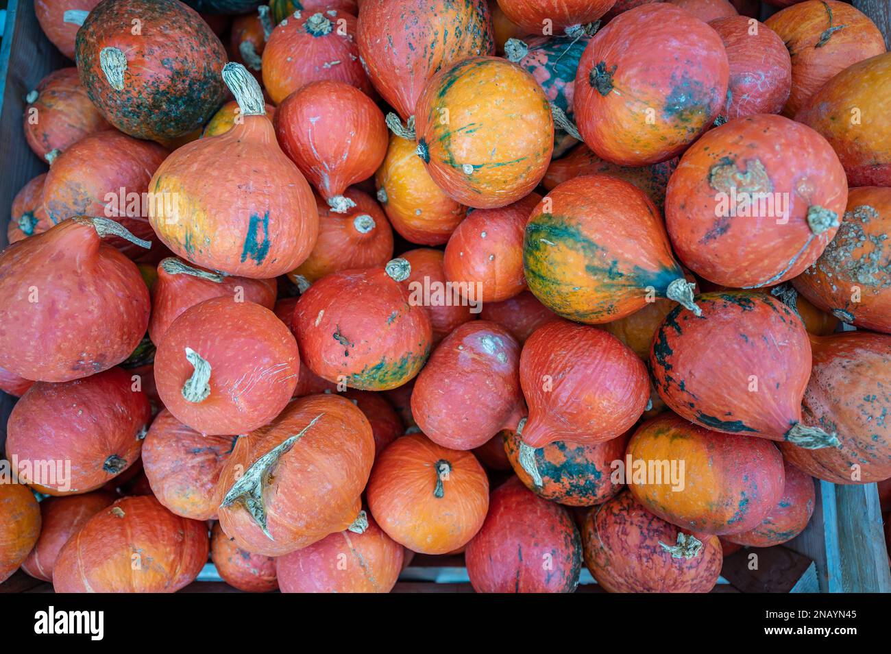 Orange hokkaido pumpkins lying in a wooden box outdoors for sale at a ...