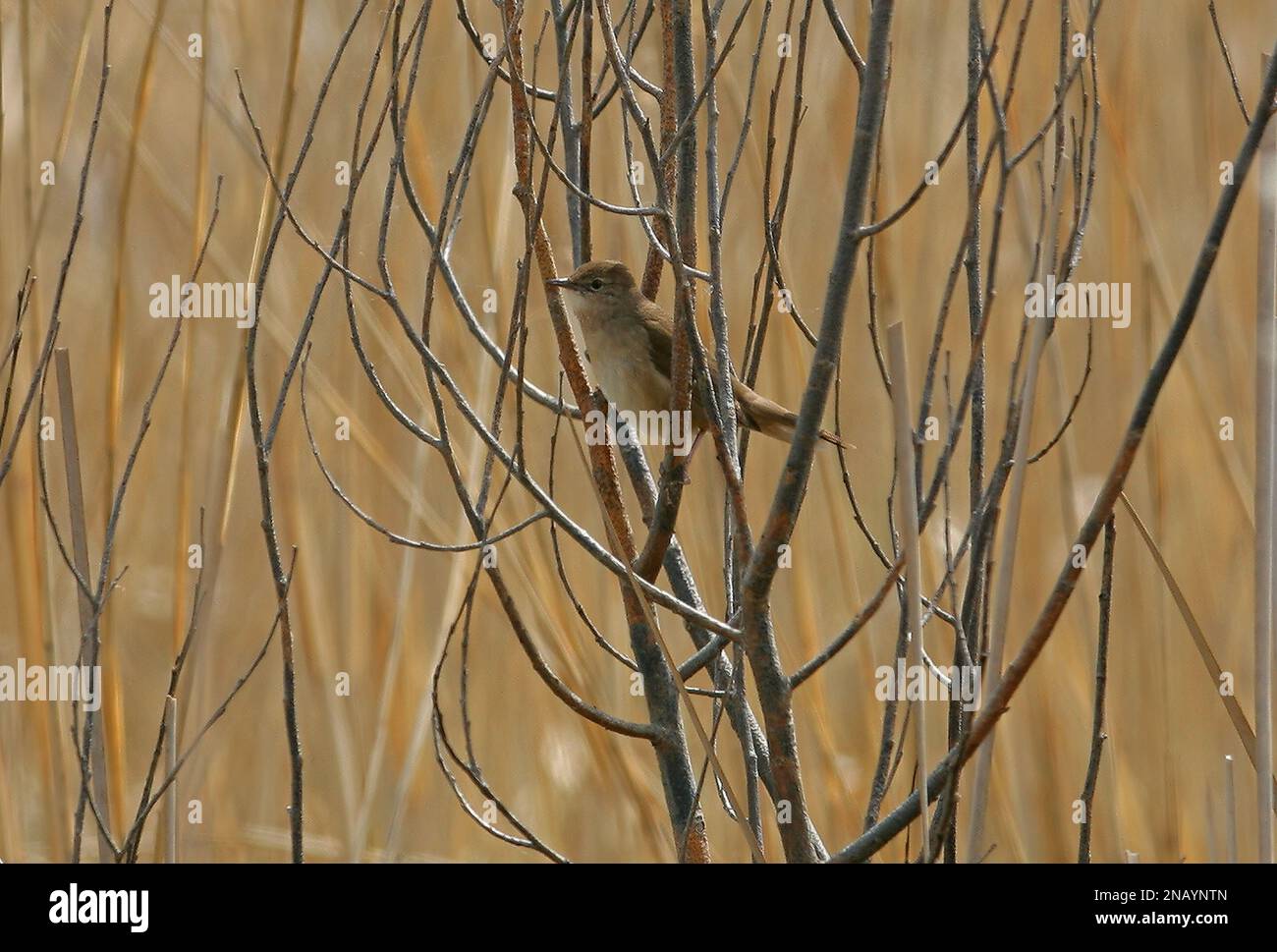 Savi's Warbler (Locustella luscinioides) male in dead willow in reed bed  Poland     May Stock Photo